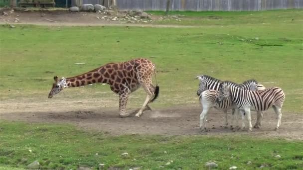 Giraffa Zebre Una Giraffa Siede Mentre Zebre Rimangono Vicine — Video Stock