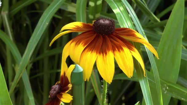 Close Detailed View Gloriosa Daisy Flower Gardening Close Detailed View — Stock Video