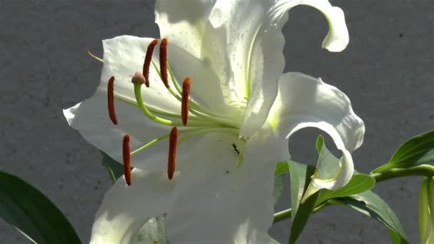 Casablanca Oriental Lily Blomma Närbild Casablanca Oriental Lily Blomma Och — Stockvideo
