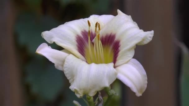 Pudełko Pandory Kwiat Hemerocallis Ogrodnictwo Zbliżenie Szczegółowy Widok Puszkę Pandory — Wideo stockowe