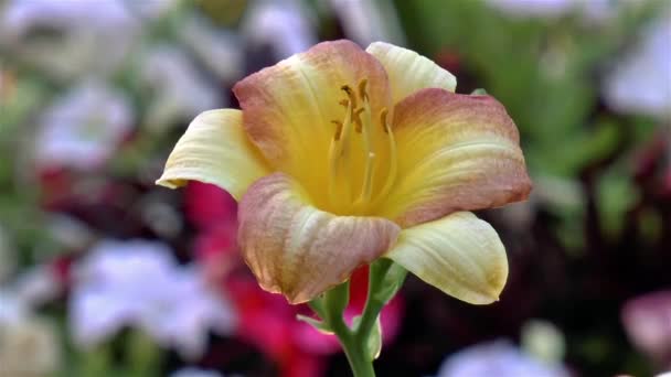 Hemerocallis Eenie Allegro Blomma Trädgårdsskötsel Närbild Hemerocallis Eenie Allegro Blomma — Stockvideo