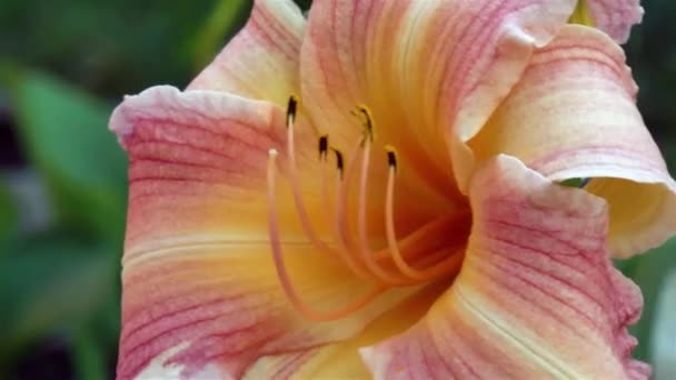Hemerocallis Двохсотрічна Квітка Королеви Погляд Квітку Гемерокаліс Двохсотріччя Королеви — стокове відео