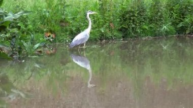 Gri balıkçıl bataklıkta dua arıyor..