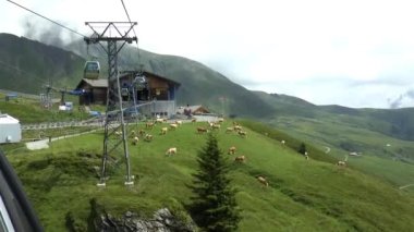 Kablolu araba Grindelwald 'dan First Mount İsviçre' ye tırmanıyor. Alp yamaçlarında panoramik viyaklamalar ve İsviçre inekleri.