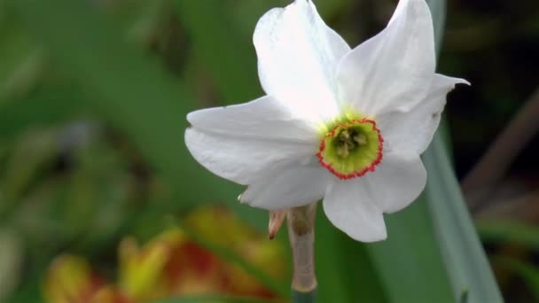 Trädgårdsskötsel Närbild Poeticus Daffodil Narcissus Angel Eyes Blomma — Stockvideo