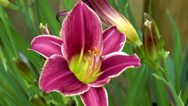 Trädgårdsskötsel Närbild Hemerocallis Little Missy Blomma — Stockvideo