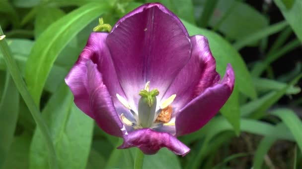 Gartenarbeit Detailaufnahme Einer Negrita Tulpe Triumph Tulpe — Stockvideo