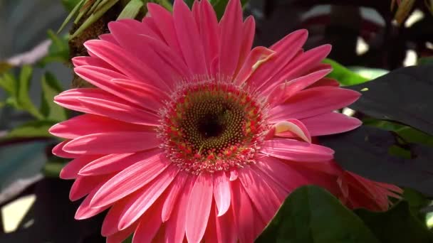 Gardening Close Detailed View Gerbera Daisy Flower — Vídeo de Stock