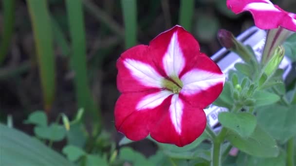 Jardinagem Close Visão Detalhada Uma Flor Petúnia — Vídeo de Stock