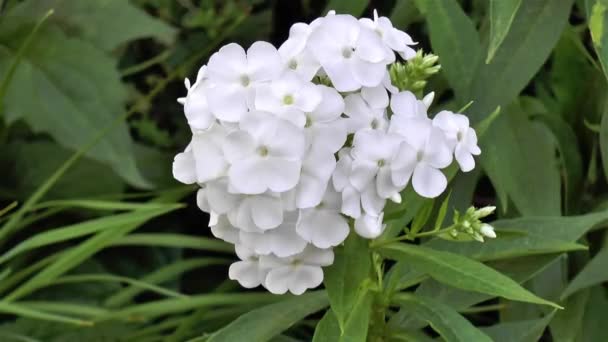 Jardinería Primer Plano Vista Detallada Una Flor Phlox Paniculata David — Vídeo de stock