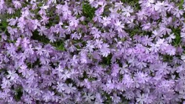 Bahçıvanlık: Phlox Subulata çiçeklerinin yakından, ayrıntılı görünümü.