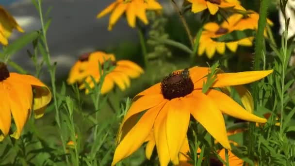 Gardening Close Detailed View Bee Landing Rudbeckia Hirta Black Eyed — Stock Video