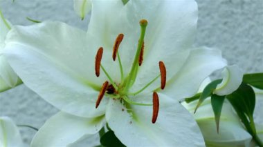 Gardening: Close-up, detailed view of a Casablanca Oriental Lily flower.