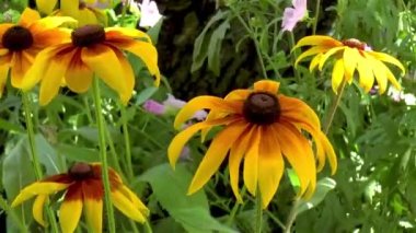 Bahçıvanlık: Gloriosa Daisy çiçeklerinin yakından, ayrıntılı görünümü.