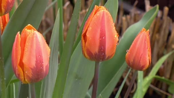 Gardening Close Detailed View Wet Tulip Princess Irene Flowers — Stock Video