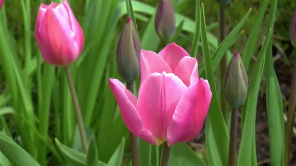 Gardening Close Detailed View Early Glory Tulips Triumph Tulip Flowers — Stock Video