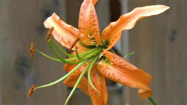 Gardening Close Detailed View Orange Tiger Lily Flower — Stockvideo