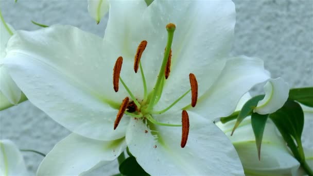 Gardening Close Detailed View Casablanca Oriental Lily Flower — Vídeo de Stock