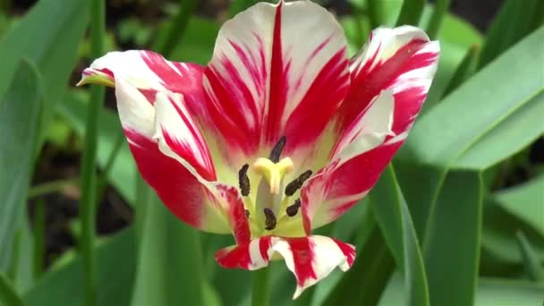 Gardening Close Detailed View Flaming Spring Green Tulip Flower — Stock Video