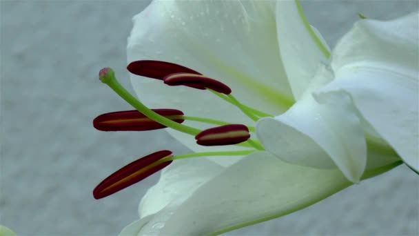 Gardening Close Detailed View Casablanca Oriental Lily Flower — Stockvideo