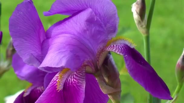 Jardinage Gros Plan Vue Détaillée Une Fleur Iris Barbu Violet — Video