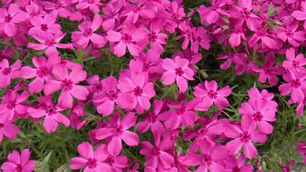 Gartenarbeit Detailaufnahme Einer Phlox Subulata Scharlachrote Flammenblume — Stockvideo