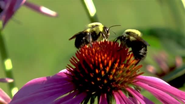 Pollination Close Detailed View Two Bees Echinacea Purpurea Flower Purple — Stockvideo