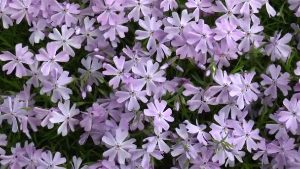 Bahçıvanlık Phlox Subulata Çiçeklerinin Yakından Ayrıntılı Görünümü — Stok video