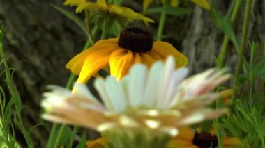 Bahçıvanlık: Rudbeckia Hirta Black Eyed Susan çiçeğinden papatya çiçeğine odak değişimi.