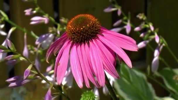 Γκρο Πλαν Λεπτομερής Άποψη Ενός Άνθους Echinacea Purpurea Πορφυρό Κωνοφόρο — Αρχείο Βίντεο