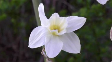 Bahçıvanlık: Narcissus 'un' Mount Hood ', Trompet nergis çiçeğinin yakından, ayrıntılı görüntüsü.