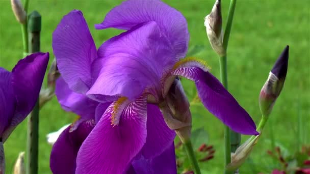Tuinieren Close Gedetailleerd Zicht Een Paarse Iris Bloem Met Baard — Stockvideo