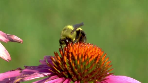 Impollinazione Primo Piano Veduta Dettagliata Ape Fiore Echinacea Purpurea Coneflower — Video Stock