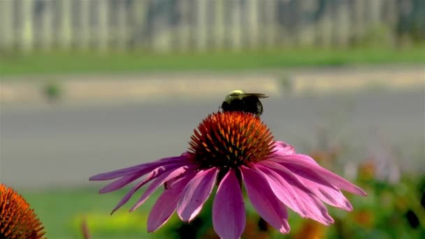 Polinización Primer Plano Vista Detallada Una Abeja Una Flor Echinacea — Vídeos de Stock