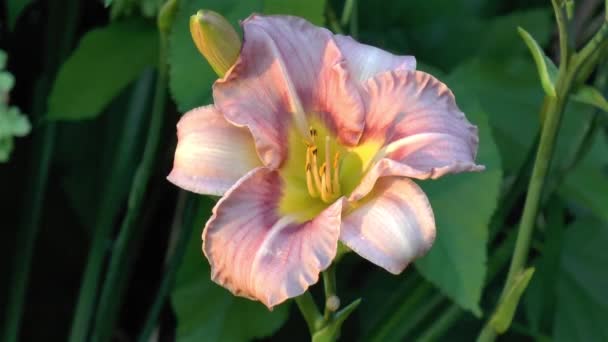 Κηπουρική Κοντινή Λεπτομερής Θέα Ενός Λουλουδιού Hemerocallis Siloam Bye — Αρχείο Βίντεο