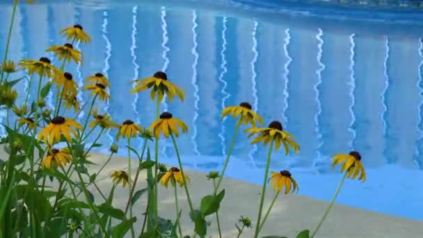 Summer Time Rudbeckia Hirta Black Eyed Susan Flowers Pool — Stock Video