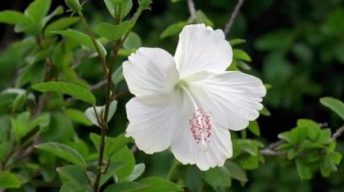Karayipler 'deki beyaz bir Hibiscus çiçeğinin yakından, detaylı görüntüsü.