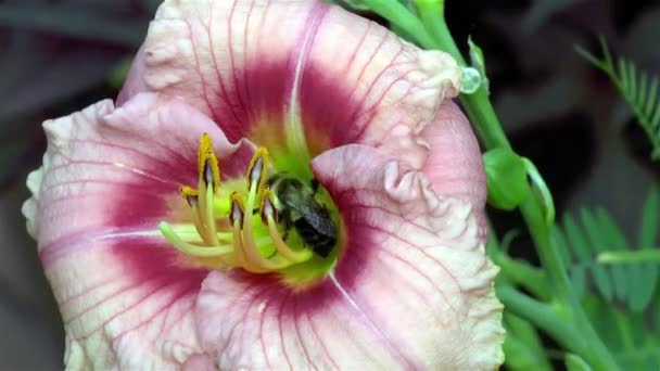 Tuinleven Close Gedetailleerd Zicht Een Bij Een Hemerocallis Siloam Bye — Stockvideo