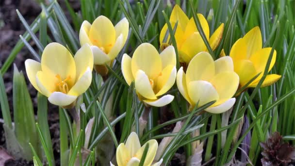Ogrodnictwo Zbliżenie Szczegółowy Widok Żółtych Kwiatów Crocus — Wideo stockowe