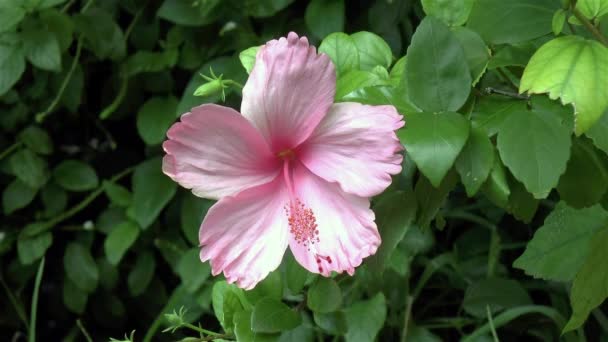 Close Vista Detalhada Uma Flor Hibisco Rosa Caribe — Vídeo de Stock