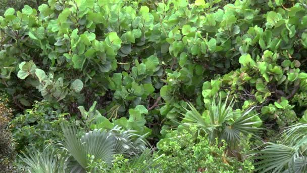 Dichte Tropische Vegetation Auf Karibik Insel — Stockvideo