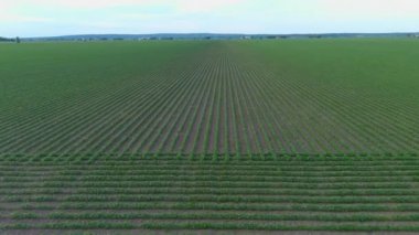 4K, kırsal bölgedeki bir ekin tarlasının UHD klibi, tarım kavramı.