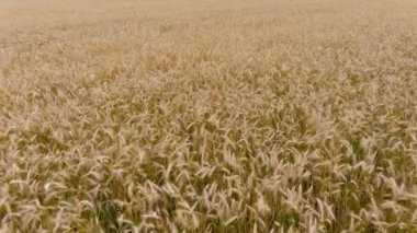 4K UHD hava aracı görüntüsü, buğday tarlasında uçuyor. Tarım endüstrisi kavramı: bir buğday tarlasının hava görüntüleri.