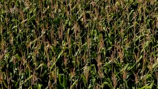 Uhd Luftaufnahme Eines Feldes Ländlichen Raum Landwirtschaftliches Konzept Maisfeld Inspektion — Stockvideo