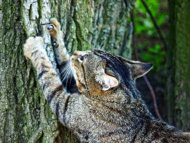 Gri tekir kedi pençeleri bir ağaç üzerinde netlik.