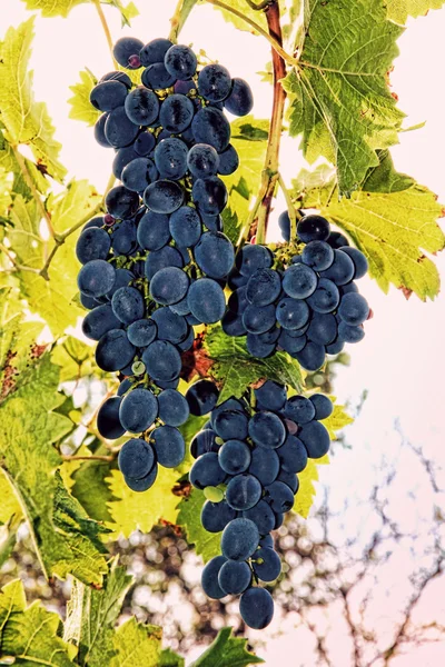 Rripe szőlő-egy ág. — Stock Fotó