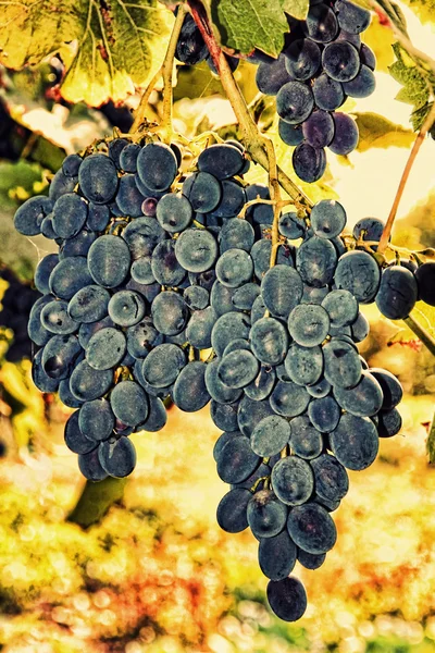 Uva madura azul en una rama tomada de cerca . — Foto de Stock