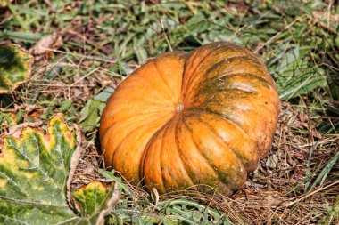 Büyük portakal Bahçe yatağa kabak.