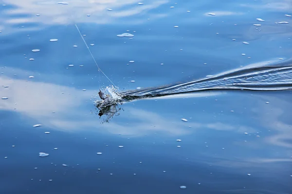 Catch of fish with water splash in blue water. — Stock Photo, Image