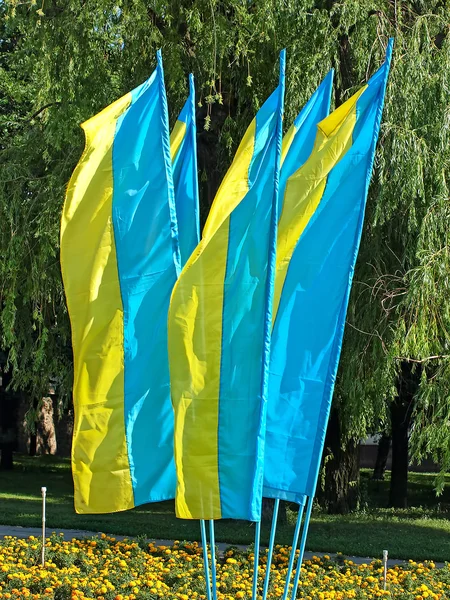 Много флагов Украины на голубом фоне неба . — стоковое фото